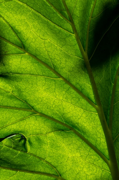 Textura de hoja verde