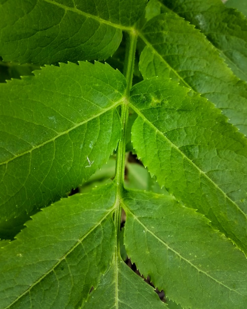 Textura de la hoja