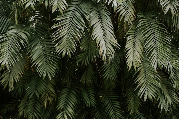 Textura de hojas de palmera, perfecta para papel tapiz o fondo