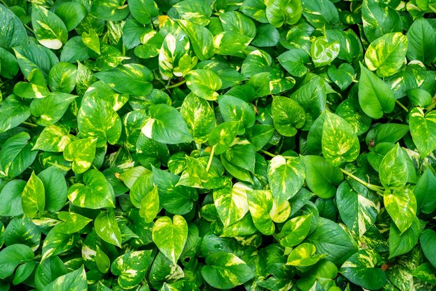 Textura de hojas de plantas