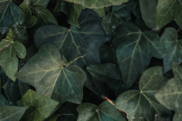 Textura de hojas verdes