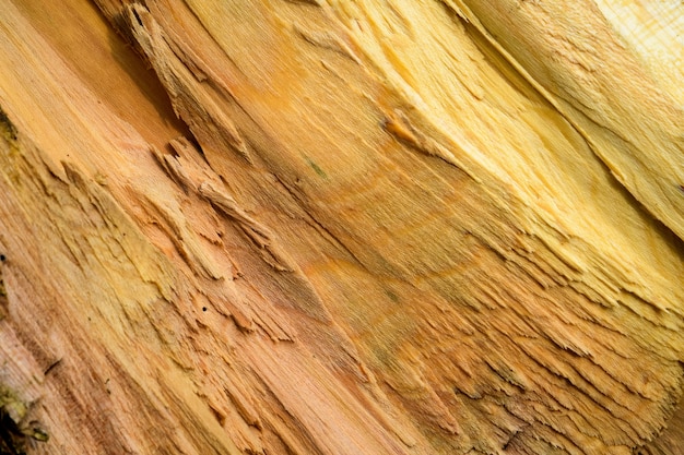 Textura irregular de madera