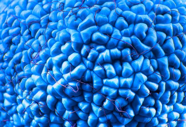 Textura de maclura pomifera closeup