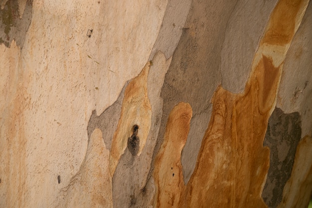 Foto gratuita textura de madera. árbol de platan