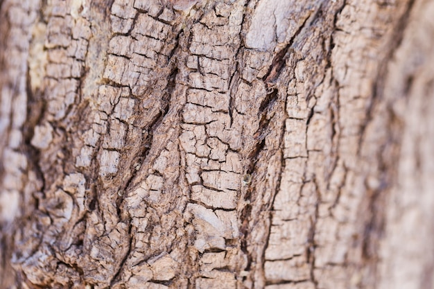 Textura de madera de cerca