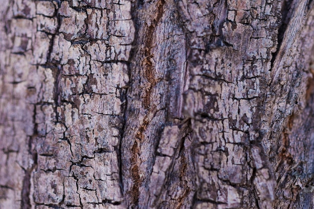 Textura de madera de cerca