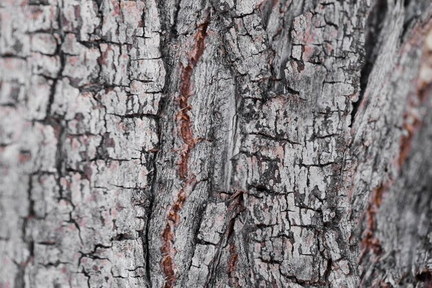 Textura de madera de cerca