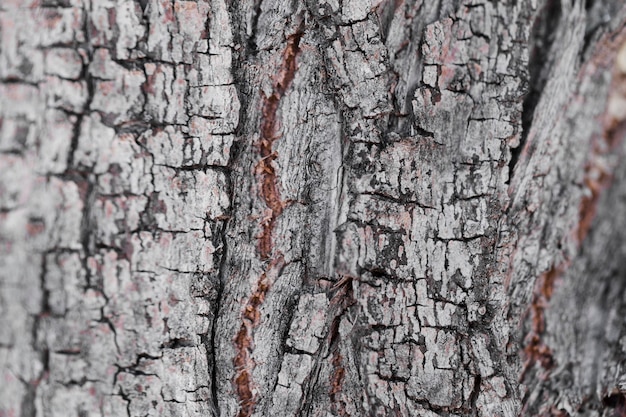 Textura de madera de cerca