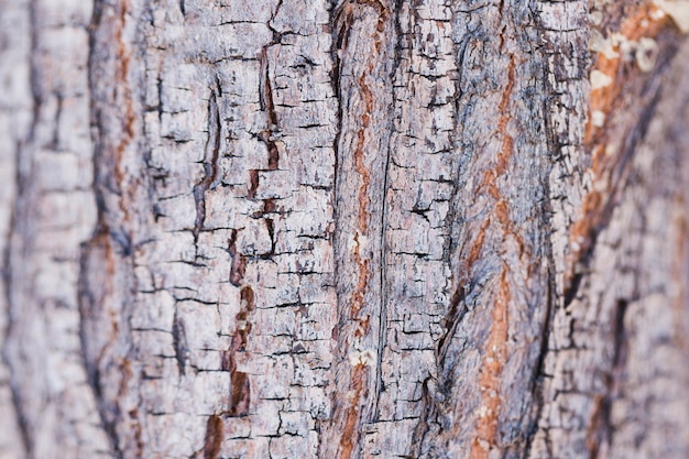 Foto gratuita textura de madera de cerca
