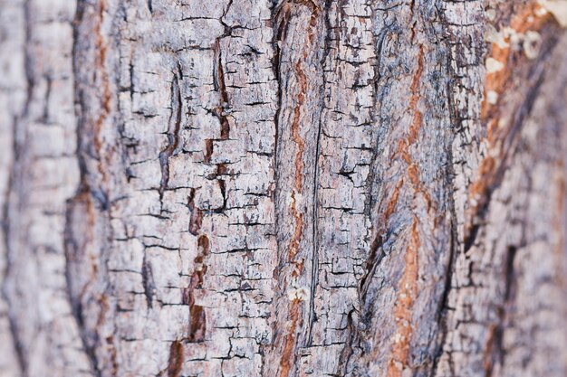 Textura de madera de cerca