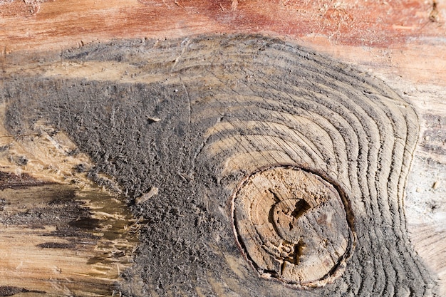 Textura de madera de cerca