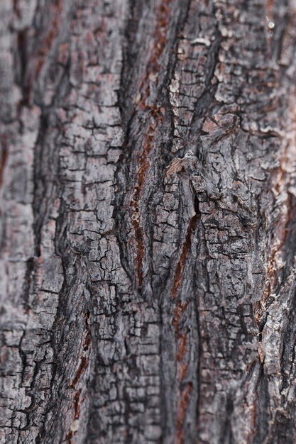 Textura de madera de cerca