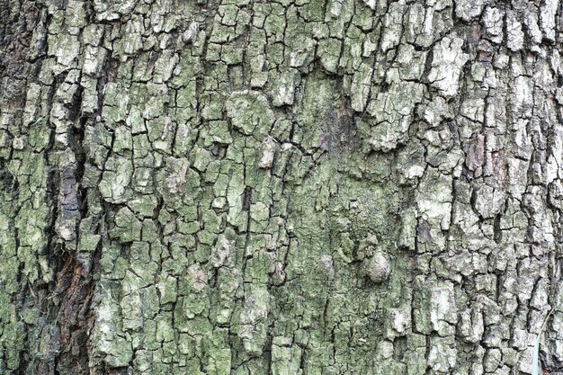 Textura de madera con musgo