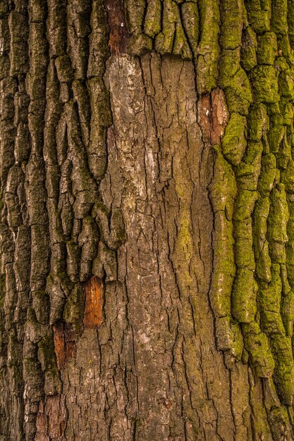 Textura de madera natural vieja