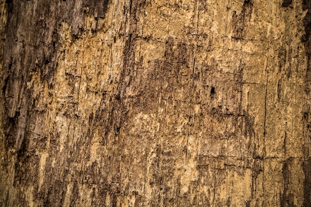 Textura de madera natural vieja