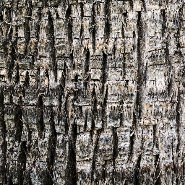 Textura de madera de primer plano de un árbol