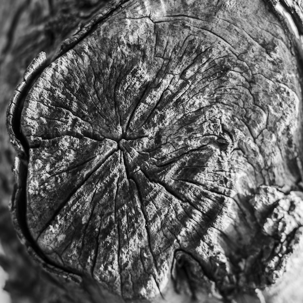 Textura de madera vieja blanco y negro