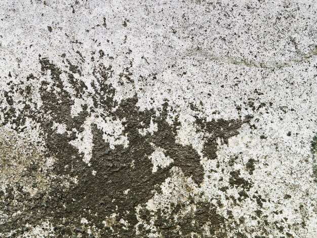 Textura de muro de hormigón desgastado con liquen negro