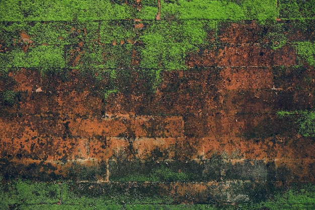 Textura de la naturaleza Muro de piedra con vegetación