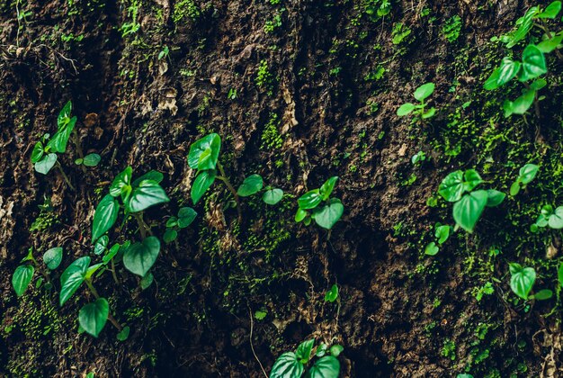 Textura de la naturaleza Muro de piedra con vegetación