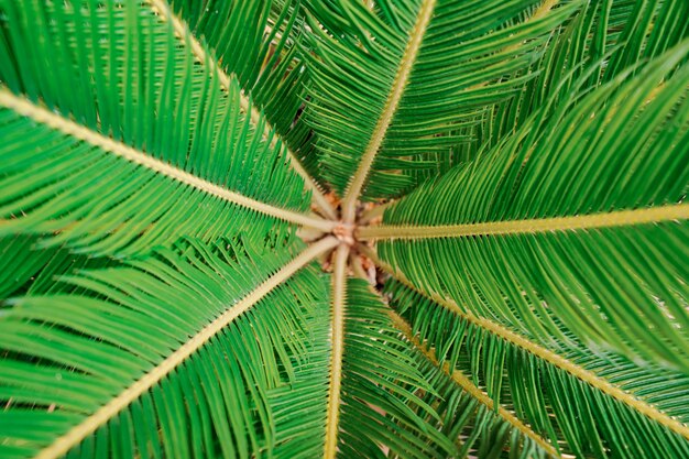 Textura de palmera