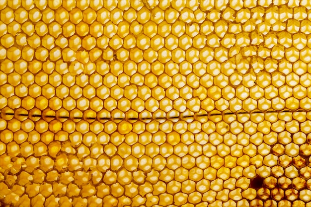 Textura de panal amarillo