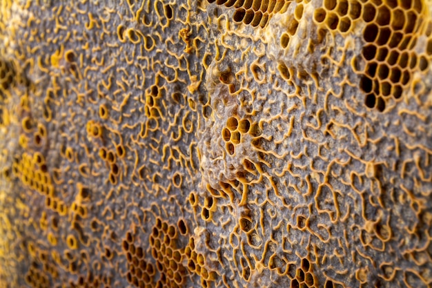 Textura de panal amarillo