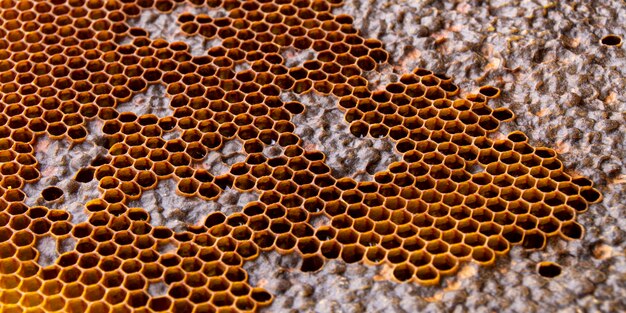 Textura de panal amarillo