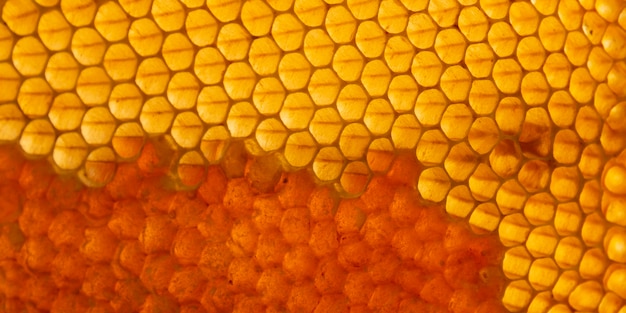 Textura de panal amarillo