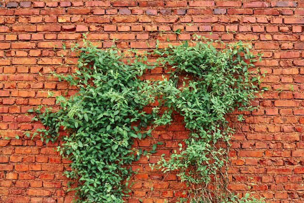 Textura de pared de ladrillo rojo antiguo y hoja verde colgando en el borde