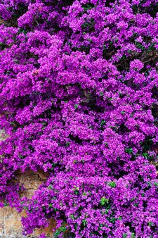 Textura de pétalos de flor morada - fondo de flores