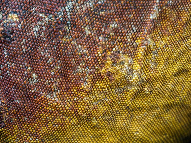 Textura de piel de lagarto, macro