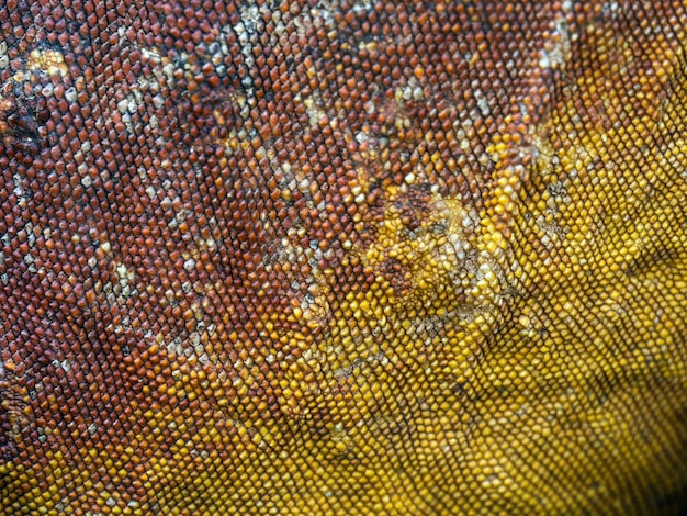 Textura de piel de lagarto, macro