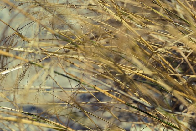 Textura de plantas de cerca