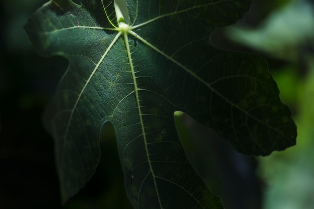 Textura de plantas de cerca