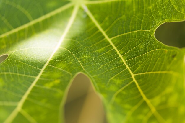 Textura de plantas de cerca