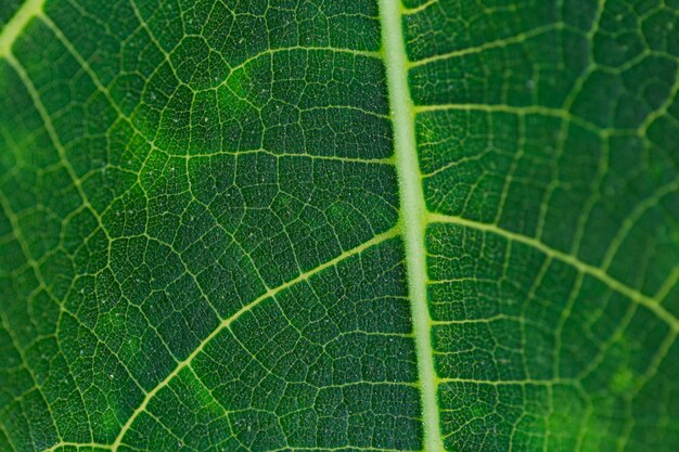 Textura de plantas de cerca