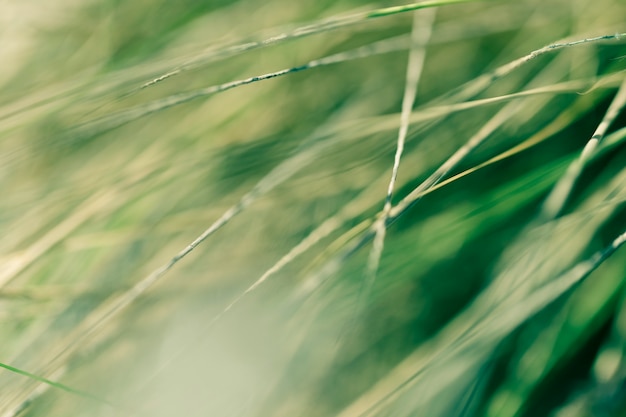 Foto gratuita textura de plantas de cerca