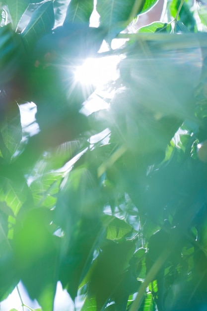 Foto gratuita textura de plantas de cerca