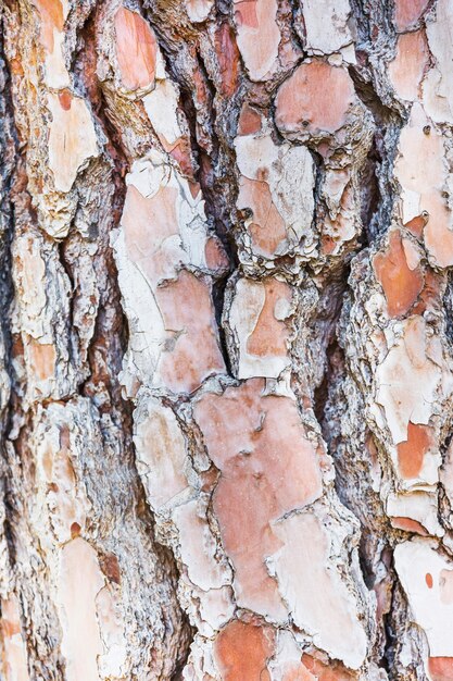 Textura de primer plano de la corteza de árbol