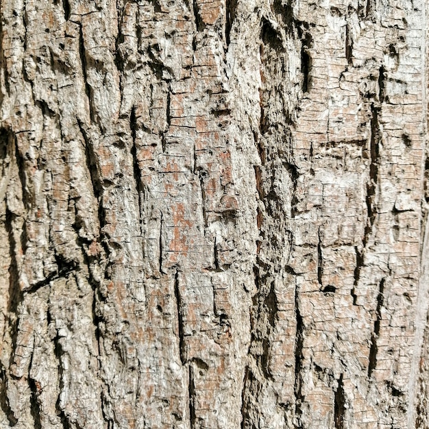 Textura de registro de madera