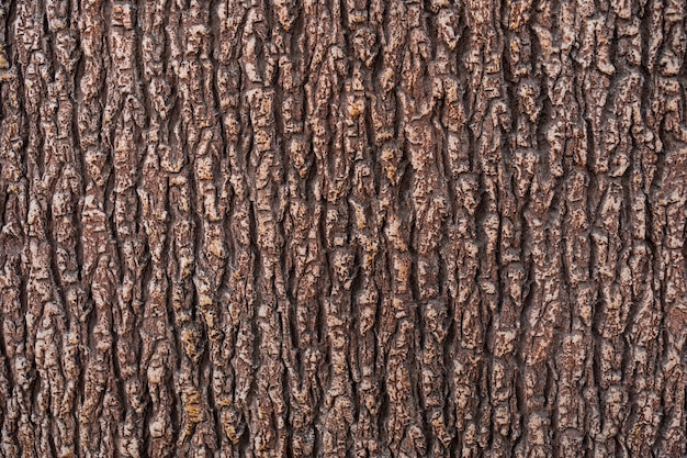 Foto gratuita textura de relieve de la corteza marrón de un árbol de cerca