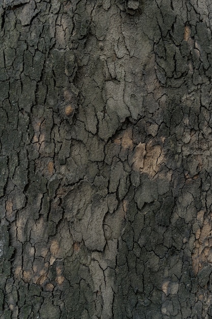 Textura de relieve de la corteza oscura de un árbol de cerca