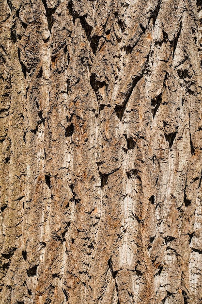 Textura en relieve de la corteza de roble Foto panorámica de la textura de la madera bajo la idea del sol para pancarta o fondo