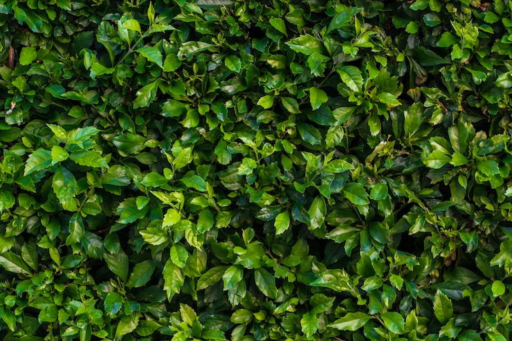 Foto gratuito textura de los setos