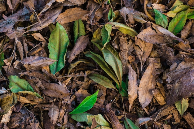 Textura de tierra de cerca