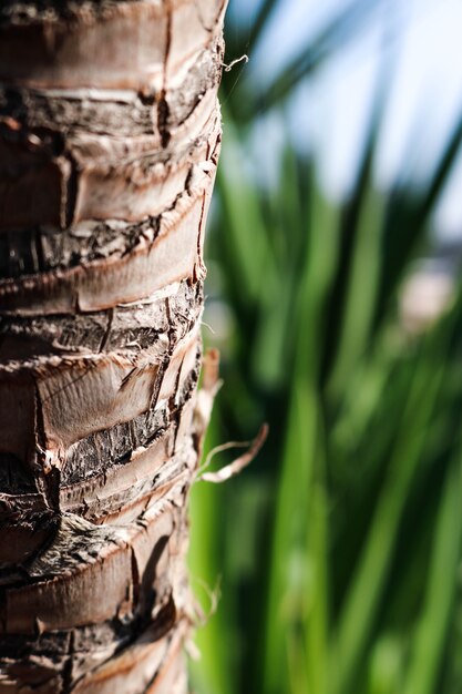 Textura de tronco de árbol