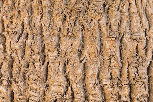 Textura de tronco madera en primer plano