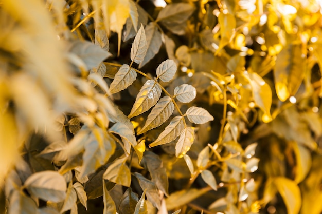 Textura de vegetación natural