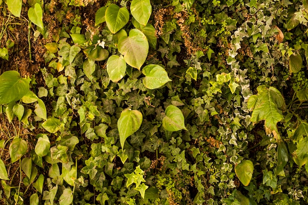 Textura de vegetación verde